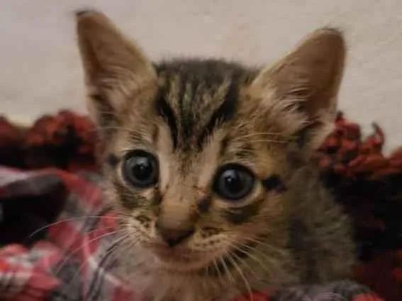 Gato ra a  idade Abaixo de 2 meses nome Não tem