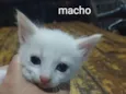 Gatinhos