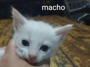Gato raça  idade  nome Gatinhos