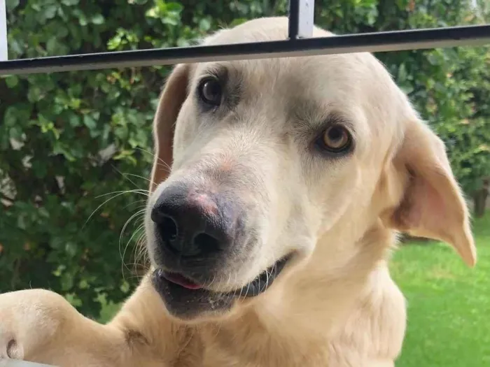 Cachorro ra a Labrador  idade 7 a 11 meses nome Thor