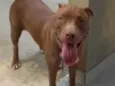 Mel