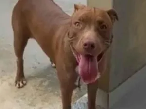 Cachorro raça Pit-Bull idade 1 ano nome Mel