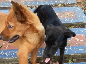 Cachorro raça SRD-ViraLata idade 7 a 11 meses nome Sol (caramelo)