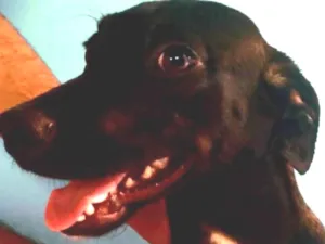 Cachorro raça SRD-ViraLata idade 7 a 11 meses nome Sendy