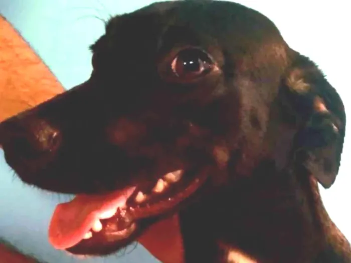 Cachorro ra a SRD-ViraLata idade 7 a 11 meses nome Sendy