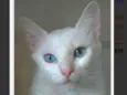Maitê