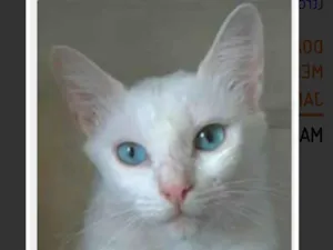 Gato raça SRD-ViraLata idade 7 a 11 meses nome Maitê