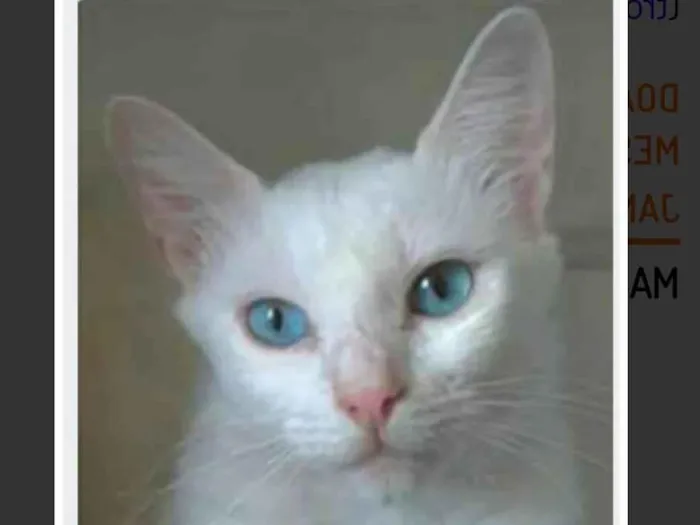 Gato ra a SRD-ViraLata idade 7 a 11 meses nome Maitê