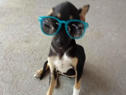 Cachorro raça SRD-ViraLata idade 2 a 6 meses nome Pérola 
