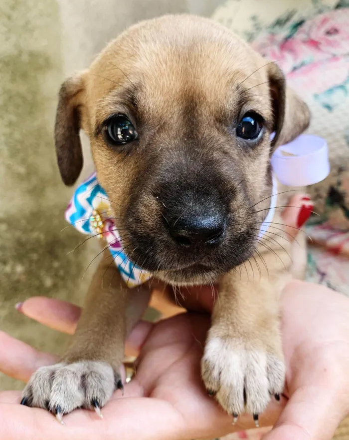 Cachorro ra a SRD-ViraLata idade Abaixo de 2 meses nome Fêmeas para adoção