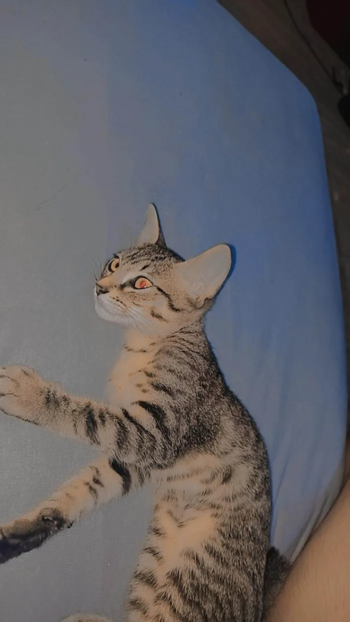 Gato ra a SRD-ViraLata idade 2 a 6 meses nome Liv