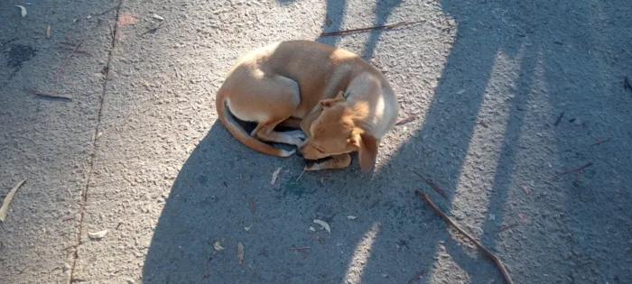 Cachorro ra a Indefinida  idade 4 anos nome Lindinha 