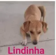 Lindinha 