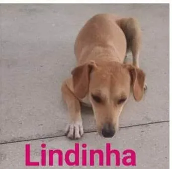 Cachorro ra a Indefinida  idade 4 anos nome Lindinha 