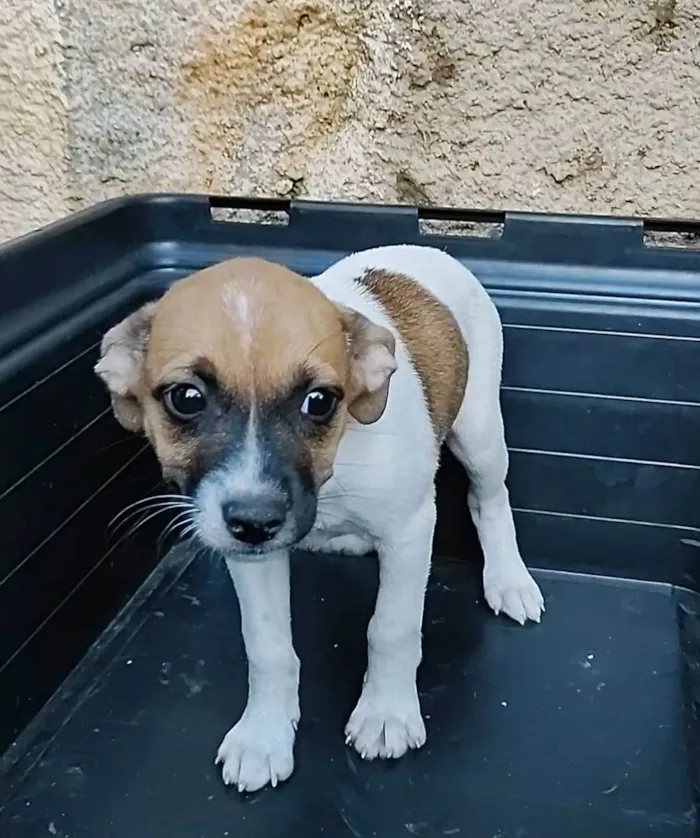 Cachorro ra a SRD-ViraLata idade 2 a 6 meses nome Lua