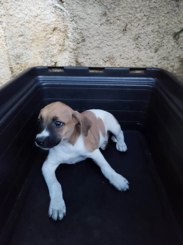 Cachorro ra a SRD-ViraLata idade 2 a 6 meses nome Brisa