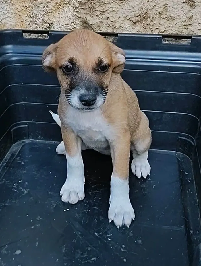 Cachorro ra a SRD-ViraLata idade 2 a 6 meses nome Flor