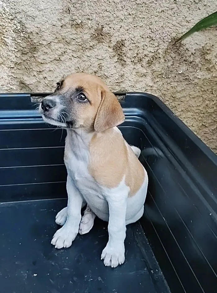 Cachorro ra a SRD-ViraLata idade 2 a 6 meses nome Zangado