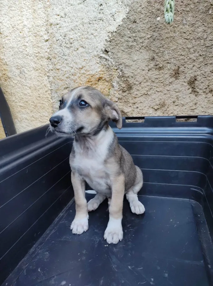 Cachorro raça SRD-ViraLata idade 2 a 6 meses nome Harry Patas