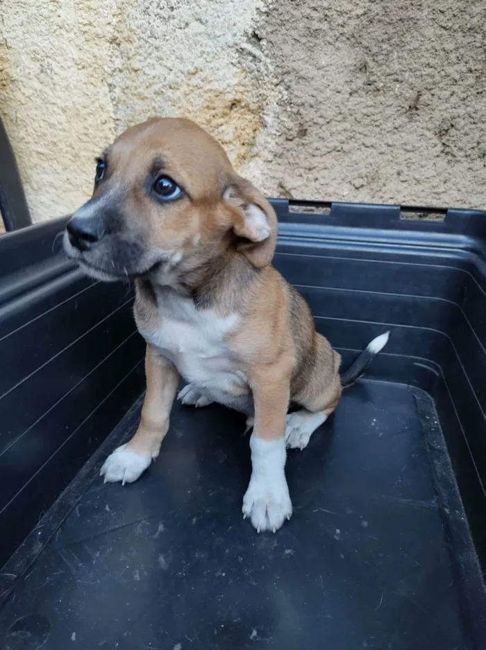 Cachorro ra a SRD-ViraLata idade 2 a 6 meses nome Caramelo