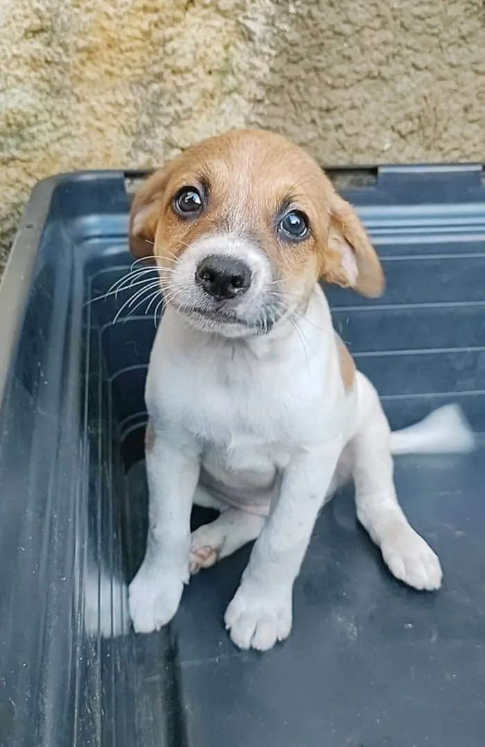 Cachorro raça SRD-ViraLata idade 2 a 6 meses nome Pudim