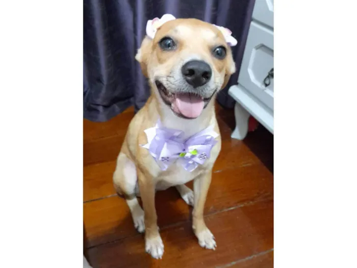Cachorro ra a SRD-ViraLata idade 7 a 11 meses nome Juliettte