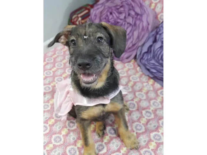 Cachorro ra a Curta idade 2 a 6 meses nome Ludy