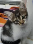 Pequena Dayse
