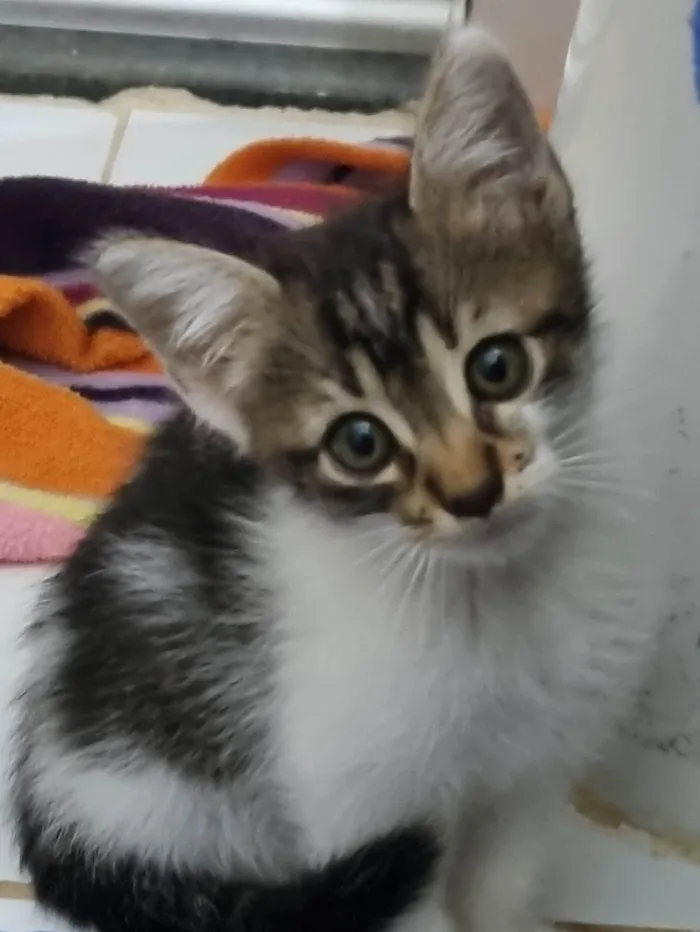 Gato ra a SRD-ViraLata idade Abaixo de 2 meses nome Pequena Dayse