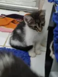 Pequena Dayse
