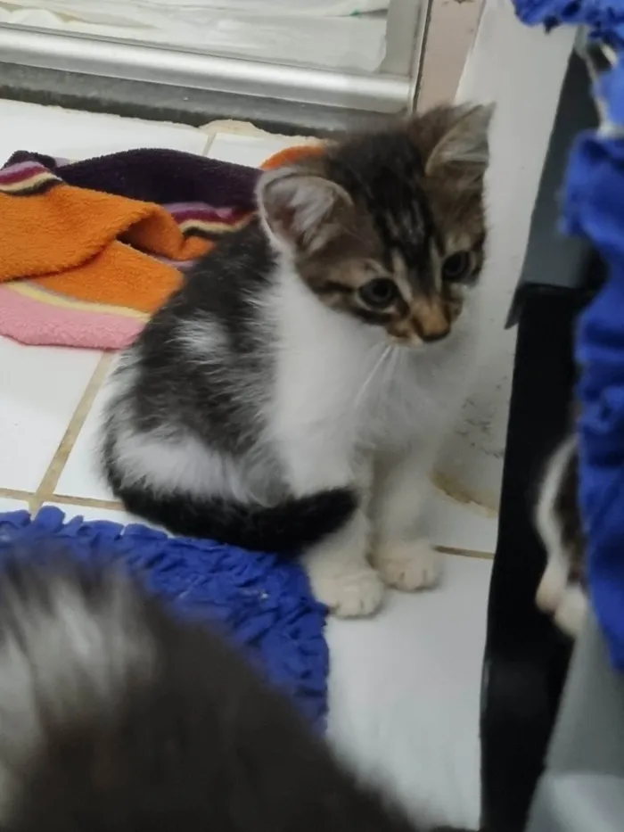 Gato ra a SRD-ViraLata idade Abaixo de 2 meses nome Pequena Dayse