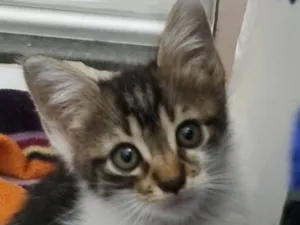 Gato raça SRD-ViraLata idade Abaixo de 2 meses nome Pequena Dayse