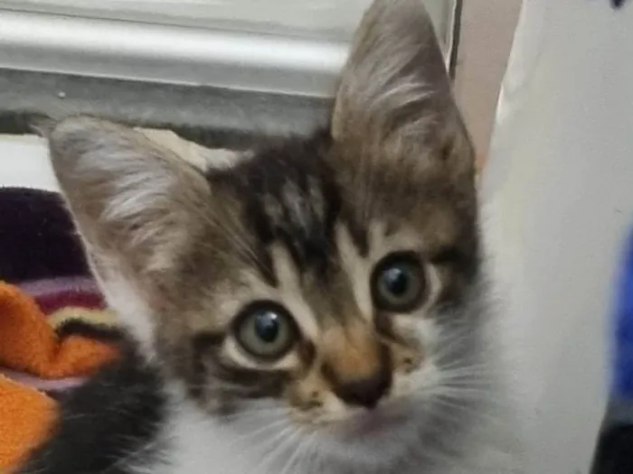 Gato ra a SRD-ViraLata idade Abaixo de 2 meses nome Pequena Dayse