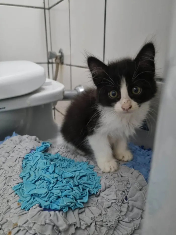 Gato ra a SRD-ViraLata idade Abaixo de 2 meses nome Fofucho 2