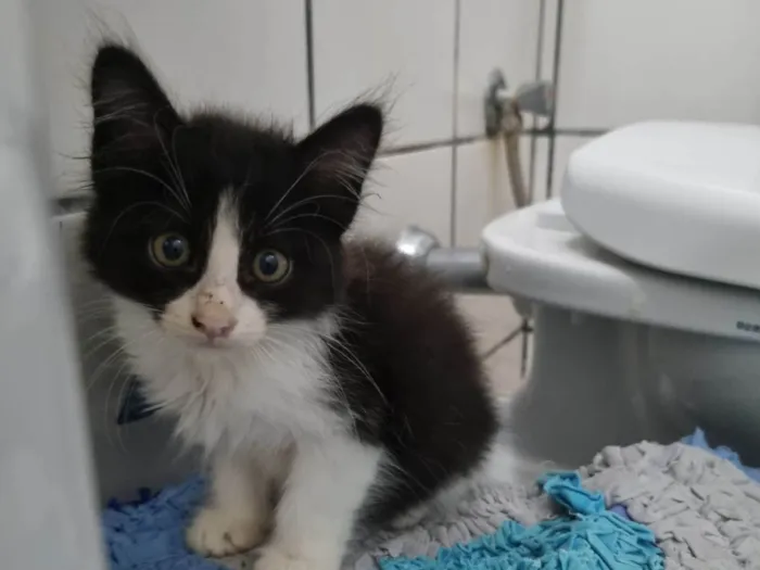 Gato ra a SRD-ViraLata idade Abaixo de 2 meses nome Fofucho 2