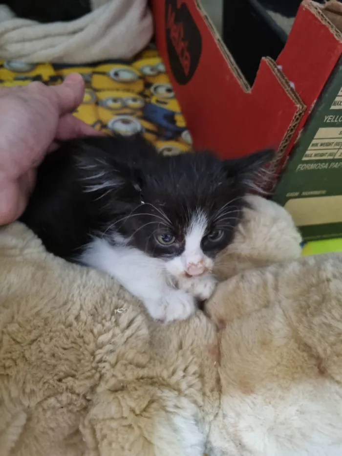 Gato ra a SRD-ViraLata idade Abaixo de 2 meses nome Fofucho 2