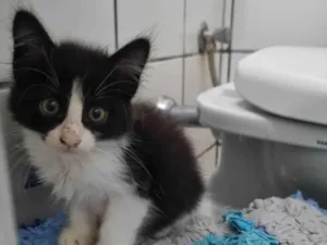 Gato raça SRD-ViraLata idade Abaixo de 2 meses nome Fofucho 2