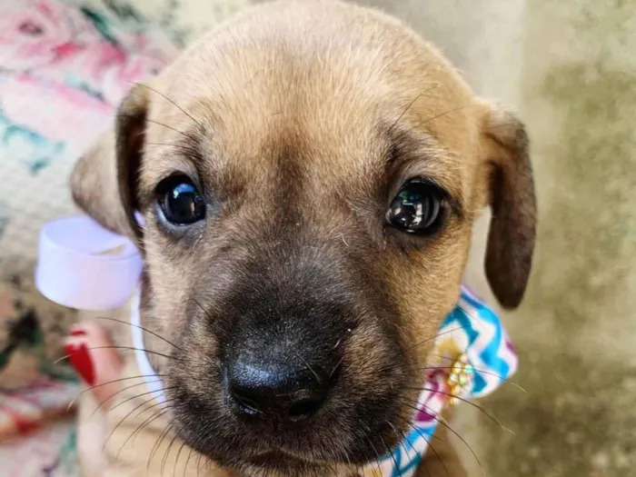 Cachorro ra a SRD-ViraLata idade Abaixo de 2 meses nome Fêmeas para adoção