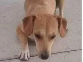 Cachorro ra a Indefinida  idade 4 anos nome Lindinha 