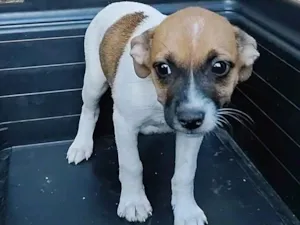 Cachorro raça SRD-ViraLata idade 2 a 6 meses nome Lua