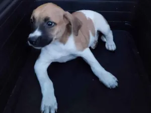 Cachorro raça SRD-ViraLata idade 2 a 6 meses nome Brisa