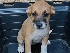 Cachorro raça SRD-ViraLata idade 2 a 6 meses nome Flor