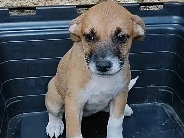 Cachorro ra a SRD-ViraLata idade 2 a 6 meses nome Flor