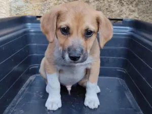 Cachorro raça SRD-ViraLata idade 2 a 6 meses nome Beethoven