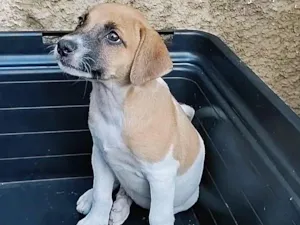 Cachorro raça SRD-ViraLata idade 2 a 6 meses nome Zangado