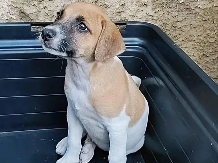 Cachorro ra a SRD-ViraLata idade 2 a 6 meses nome Zangado