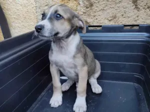 Cachorro raça SRD-ViraLata idade 2 a 6 meses nome Harry Patas