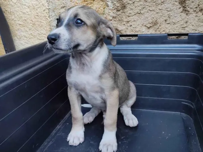 Cachorro raça SRD-ViraLata idade 2 a 6 meses nome Harry Patas