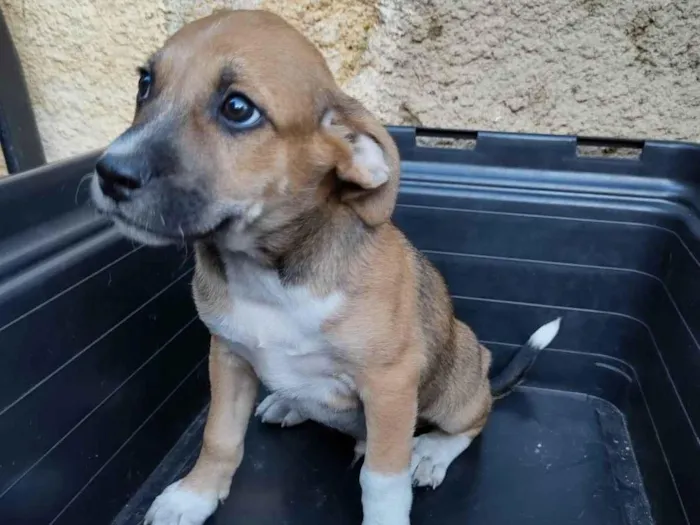 Cachorro ra a SRD-ViraLata idade 2 a 6 meses nome Caramelo