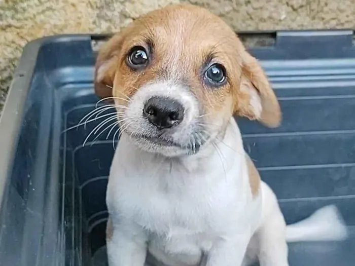 Cachorro raça SRD-ViraLata idade 2 a 6 meses nome Pudim